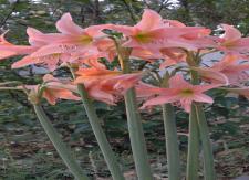 Ashram Flower Garden